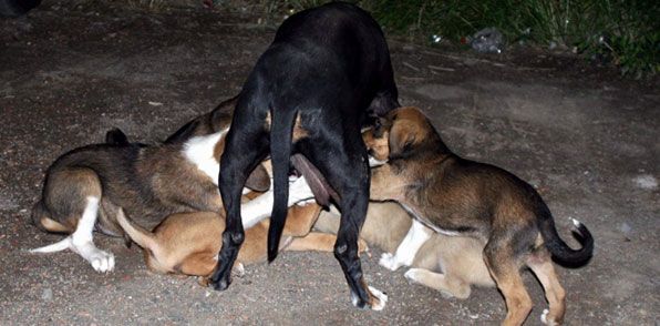 Akçaabat'ta başıboş köpekler