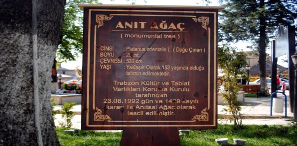 153 yıllık çınar ağacı anıtlaştı
