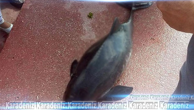 Silahla vurulan yunus balığı kıyıya vurdu