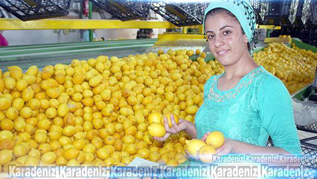 Limon hasadı başlıyor