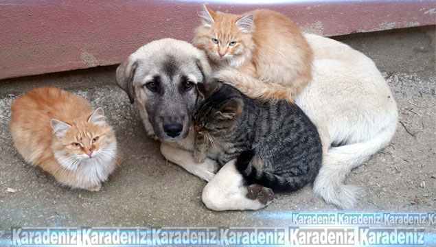 Kedi ile köpeklerin anlamlı dostluğu