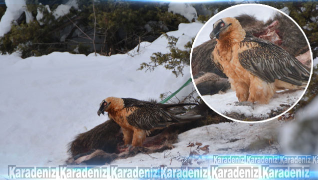 Artvin'de sakallı akbaba