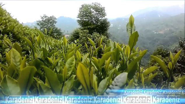Çay üreticilerine uyarı!