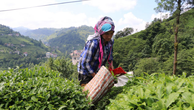 Rize'de ikinci sürgün çay hasadı başladı