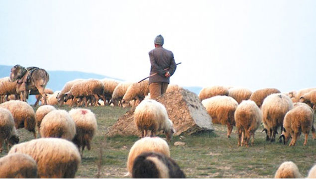 Trabzon'da kaybolan çoban’dan kötü haber