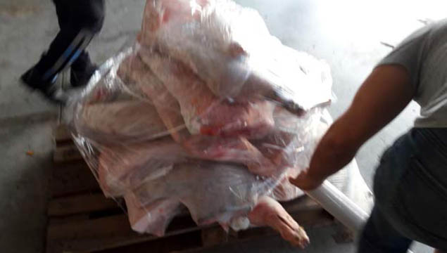 minibüste 420 kilo domuz eti 