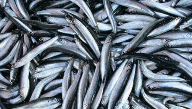 Hamsi doğal ortamında görüntülendi!