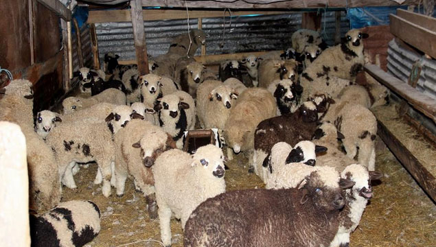 Kar en fazla çobanları etkiledi