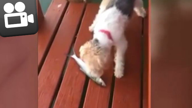 Balıktan korkan sevimli köpek!