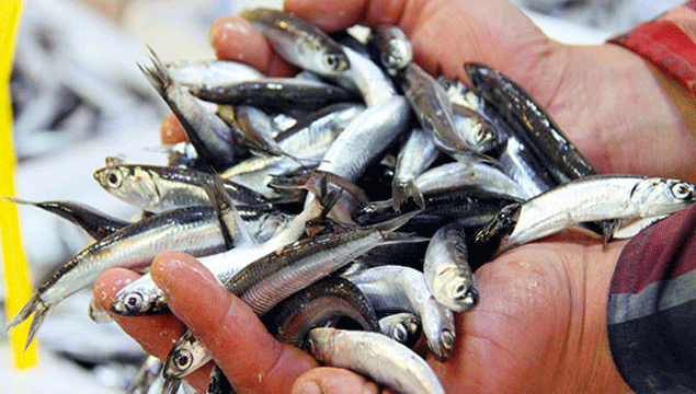 Balıkçılığı siyasete alet etmeyin