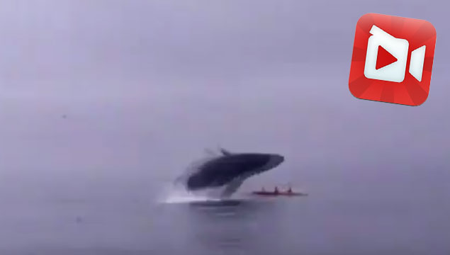 Dev balina o kadar yakında sıçradı ki!