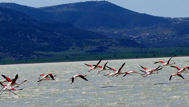 Mermer ocakları binlerce flamingoyu yerinden etti
