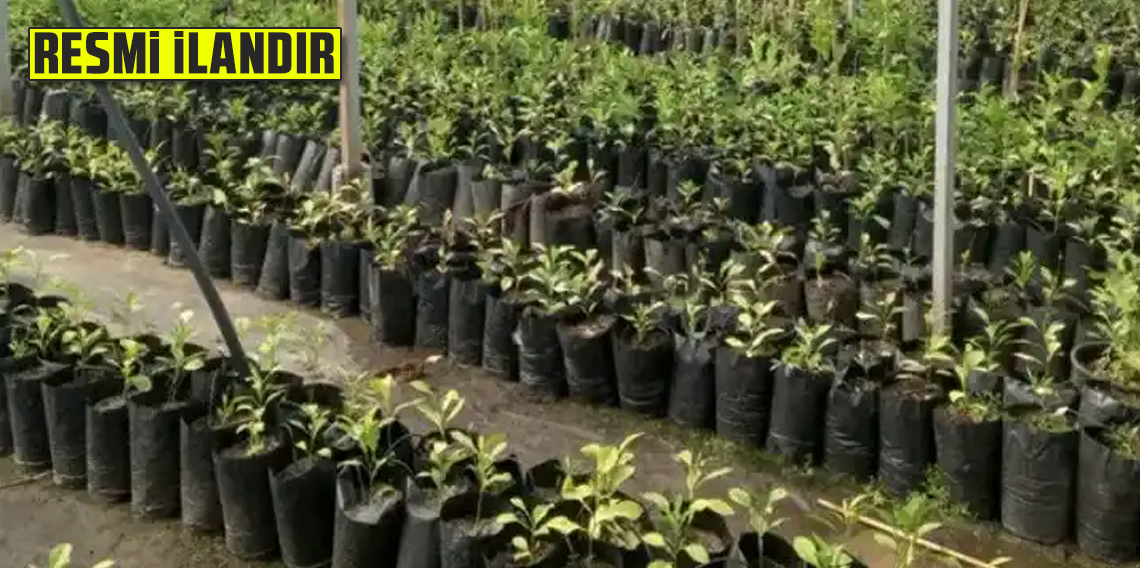 FİDAN SATIN ALINACAKTIR TRABZON İL TARIM VE ORMAN MÜDÜRLÜĞÜ