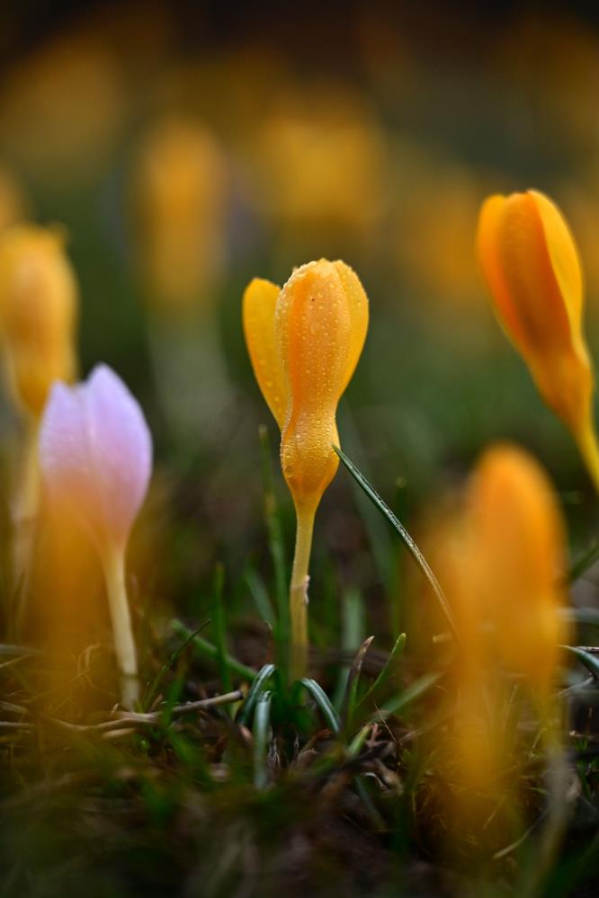 Doğaseverlere davet