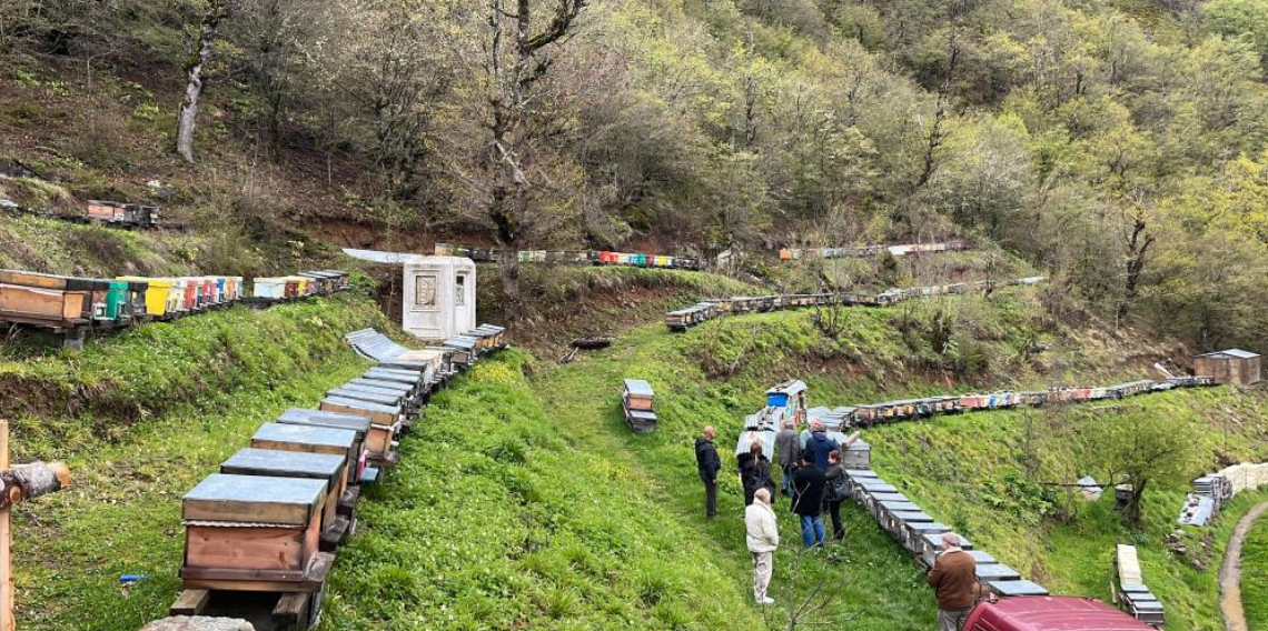 Kafkas Arısı ve Yüksek Kalite Bal Üretimi Markalaşma Yolunda