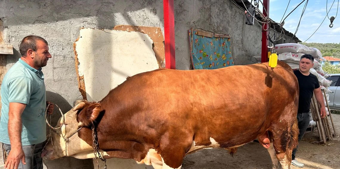 Araba fiyatına kurbanlık hayvan 