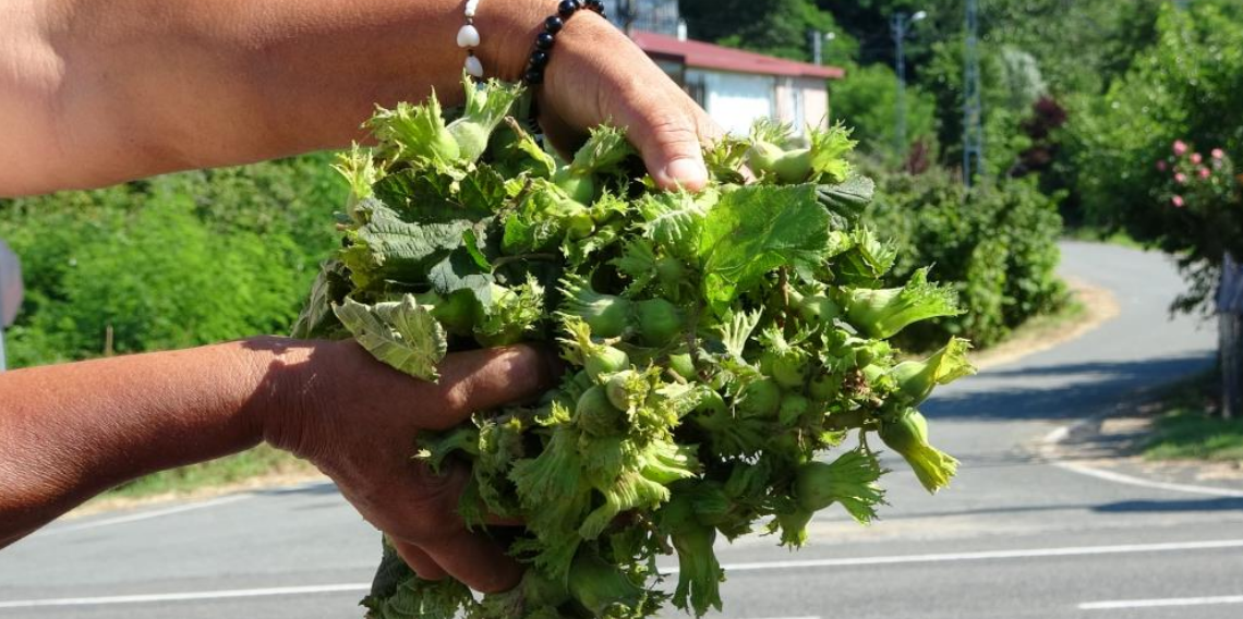 Ordu'da taze fındık tezgahlarda: Kilosu 200 lira