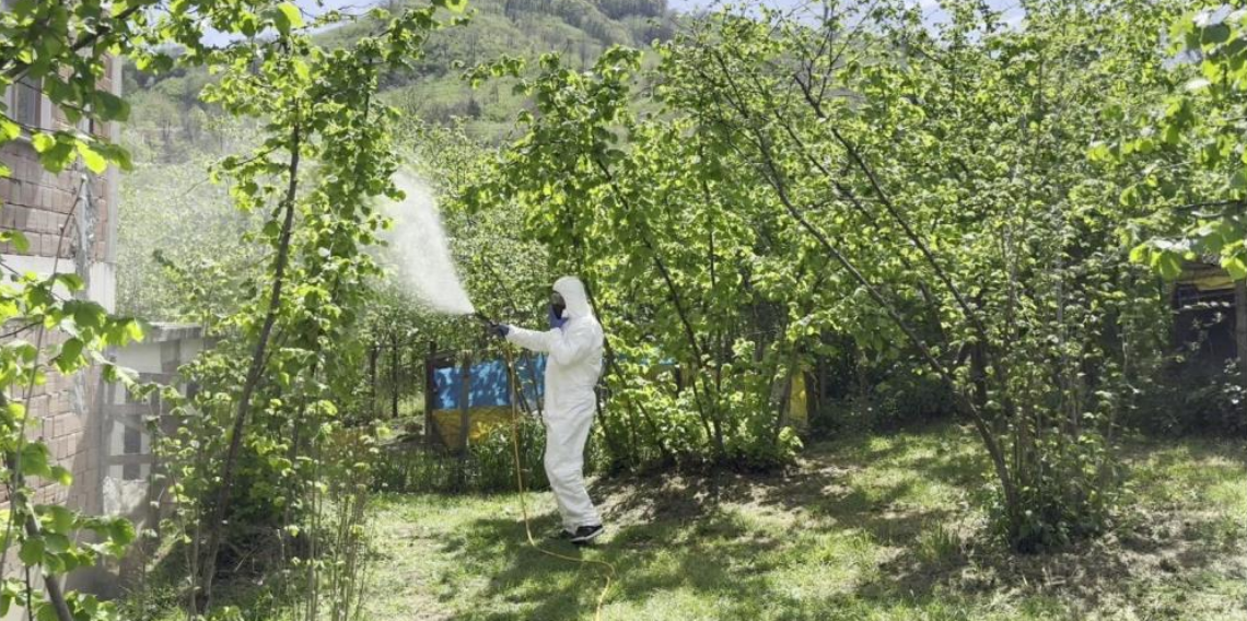'Külleme' hastalığı fındıkta verim ve kaliteyi tehdit ediyor