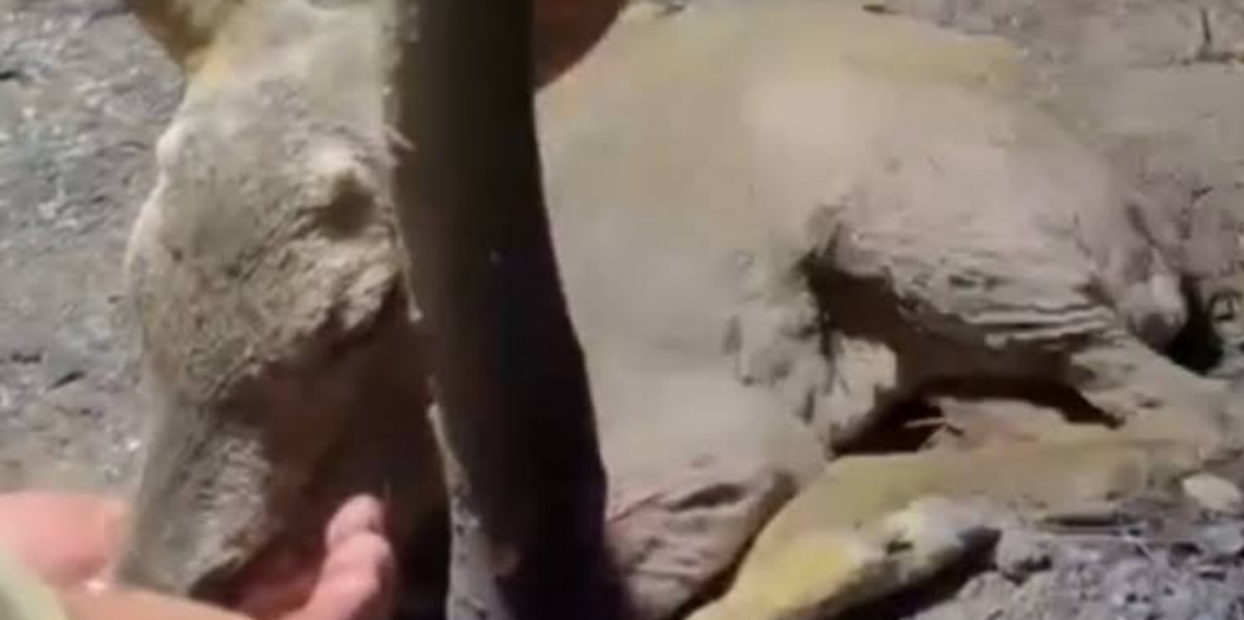 Çanakkale’de çıkan orman yangınında yaralanan yavru ceylana ekipler su yetiştirdi