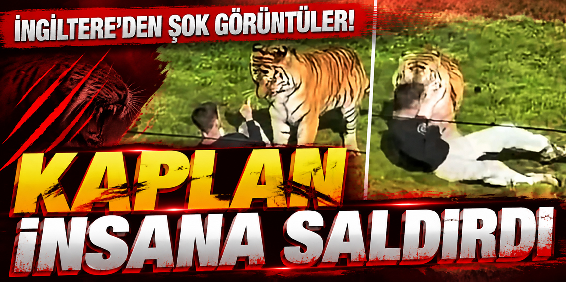 İngiltere’de kaplanın saldırısına uğraşan kişi hayatını kaybetti
