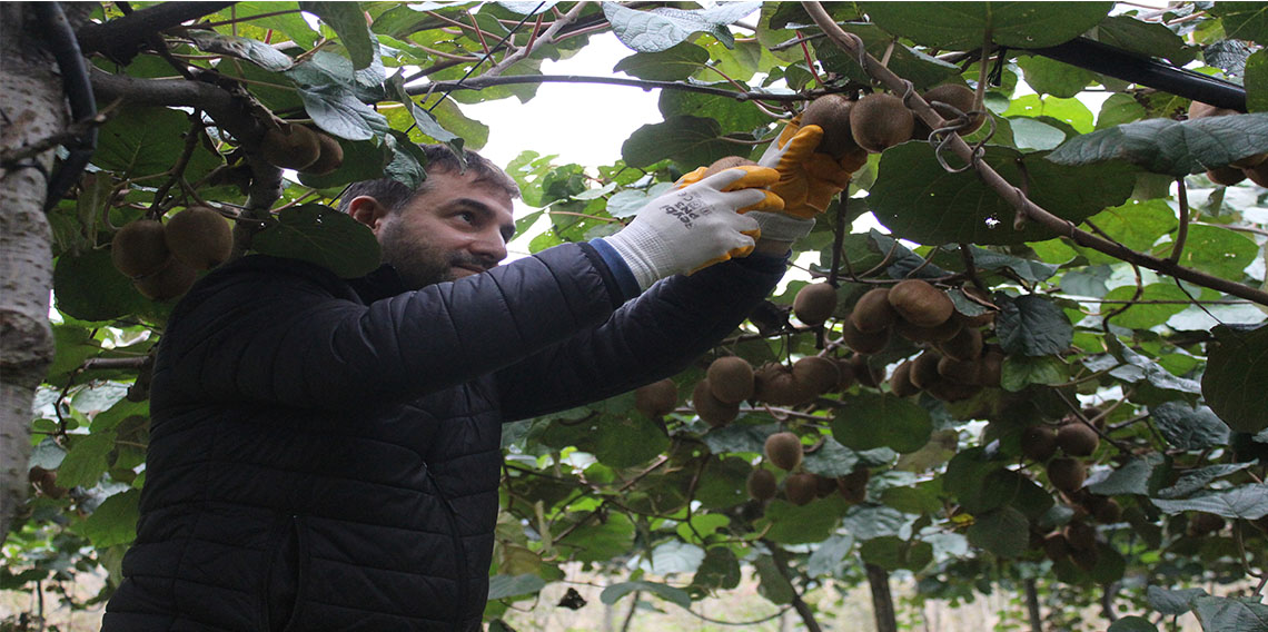  Çarşamba Ovası'nda kivi hasadına başlandı