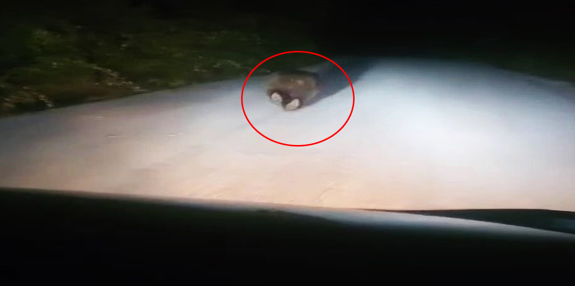 Karabük'te yolda koşan ayı kamerada