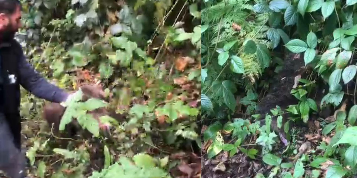 Ağaçta mahsur kalan yavru ayı, itfaiye tarafından kurtarıldı