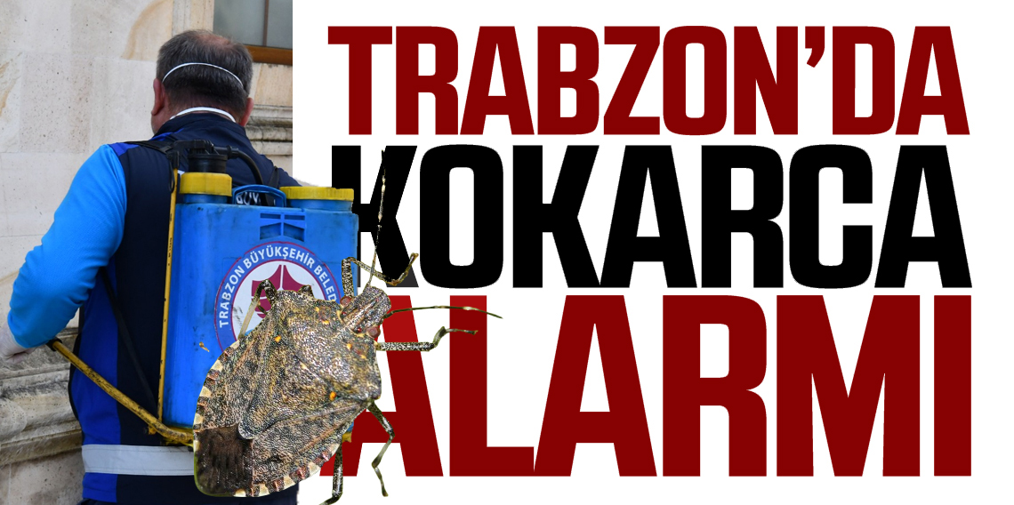 Kahverengi Kokarca Alarmı: Baharla Birlikte 10 Bin Kat Çoğalabilir