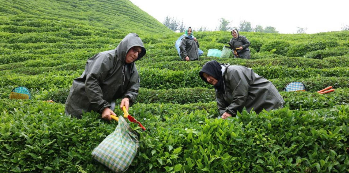 Rize'de çay tarımı yeniden şekilleniyor: Migros'tan stratejik adım