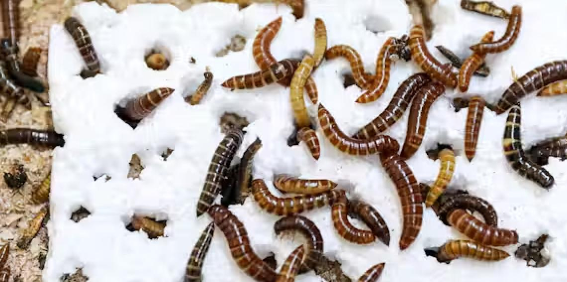 Plastik kirliliğine karşı doğal çözüm