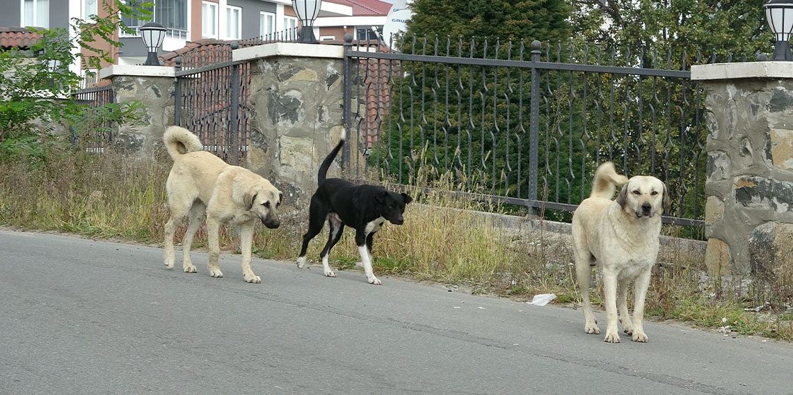 Altınordu'da sokak köpekleri dehşeti