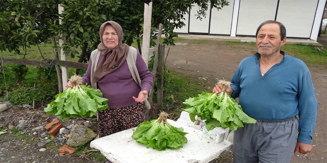  Eşi ile birlikte ürettiği marulları müşterilerini dahi görmeden satıyor