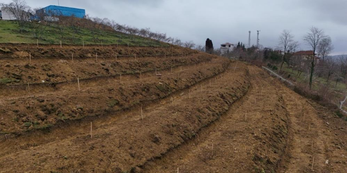 Ordu’da Fındıkta Verim Devrimi