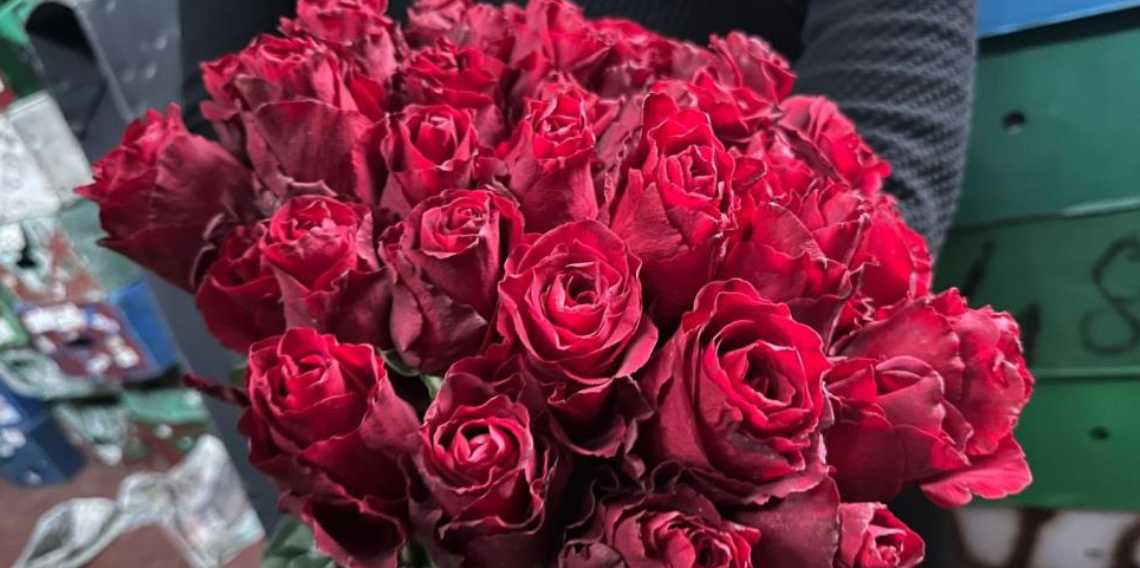 Sevgililer Günü Öncesi Kırmızı Gül Alarmı