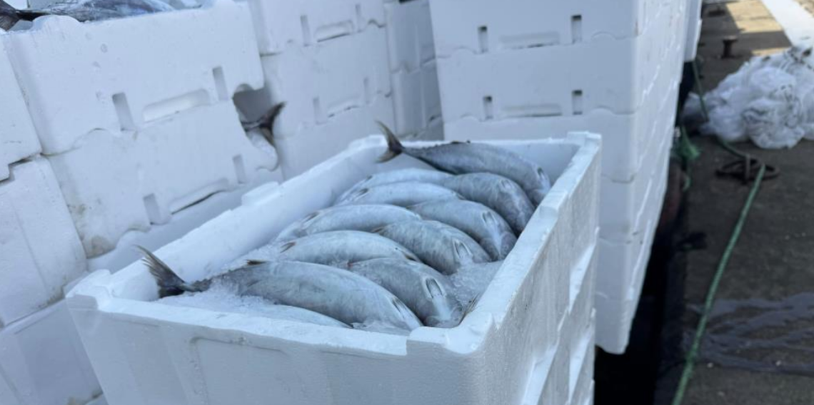 Strafor köpük kasasının fiyatı palamuttan 3 kat pahalı