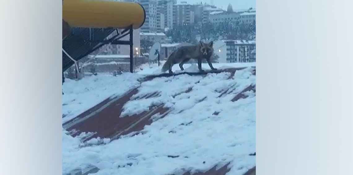 Bayburt'ta tilki görüldü