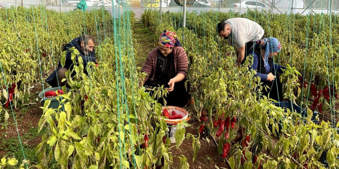 Şanlıurfa'da seracılık ile çiftçinin yüzü gülüyor