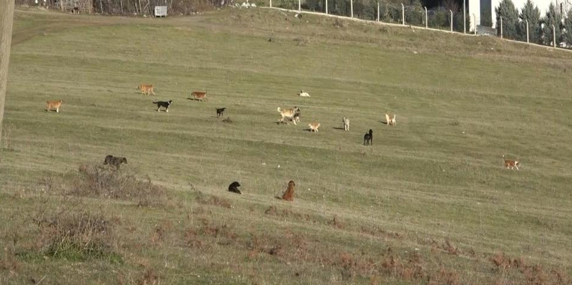 Samsun'da başıboş köpek istilası