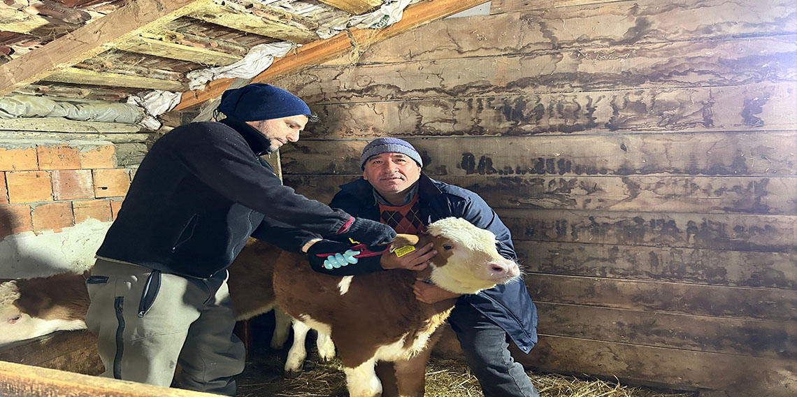 Kastamonu'da hayvanlara 720 bin doz şap ve brucella aşısı yapılacak