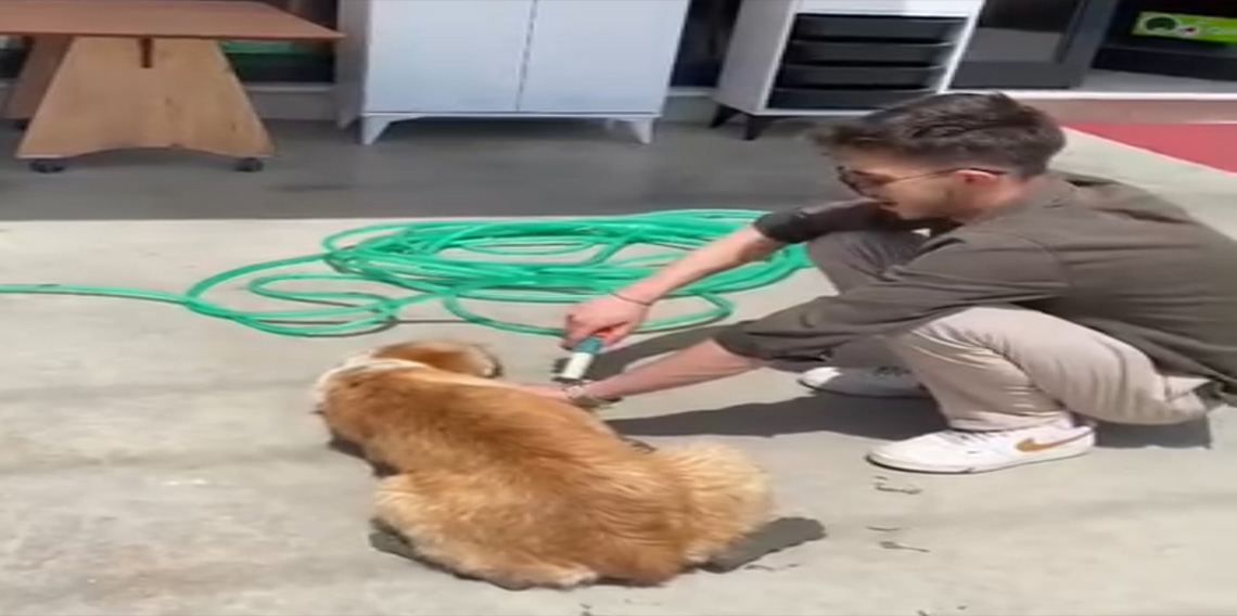 Ayakları betona bulanan köpeğe esnaftan yardım eli
