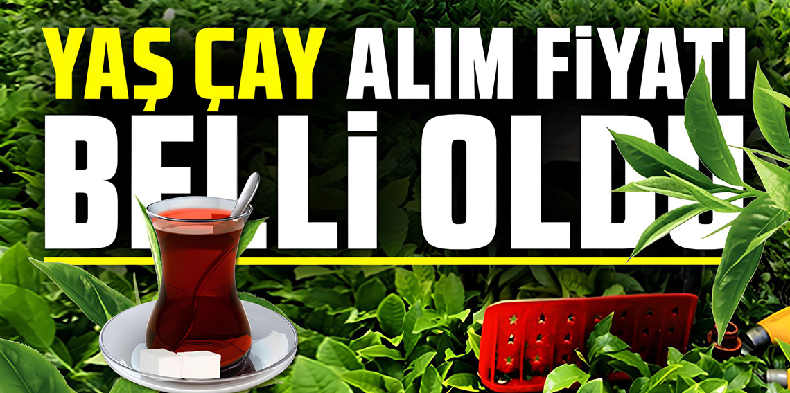2026 Yılı Yaş çay alım fiyatı 35 lira olarak belirlendi