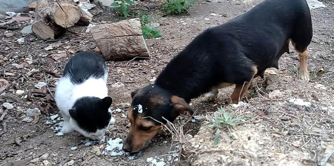 Samsun'da Kedi ve köpek dostluğu şaşırttı