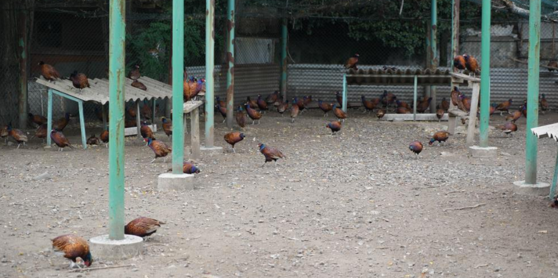 Fındığın düşmanına karşı sülünlü mücadele