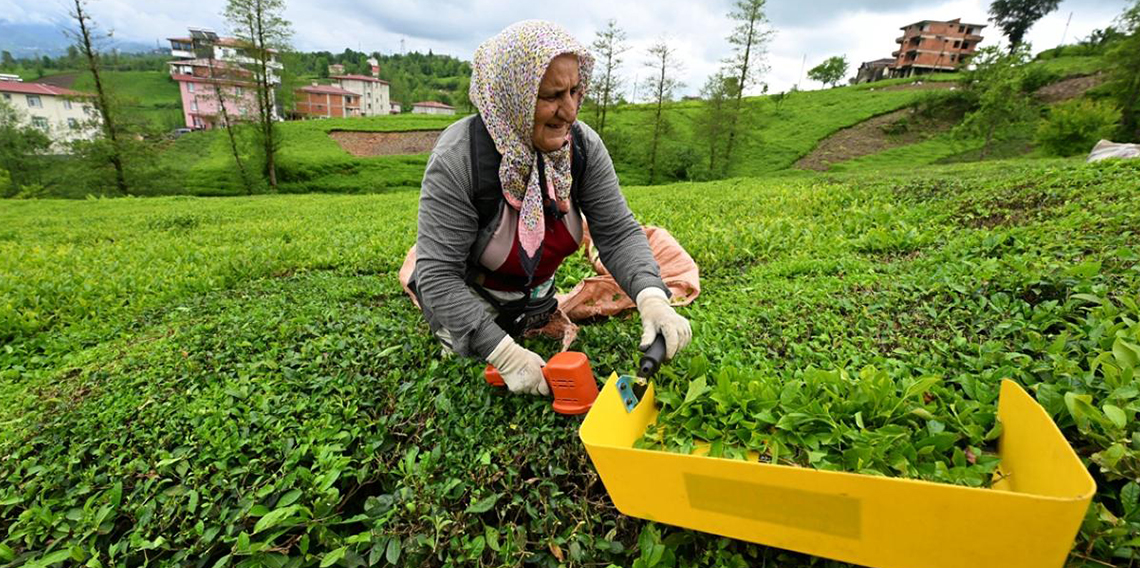 ÇAYKUR, bu yıl alınan çaydan 150 bin ton kuru çay üretti