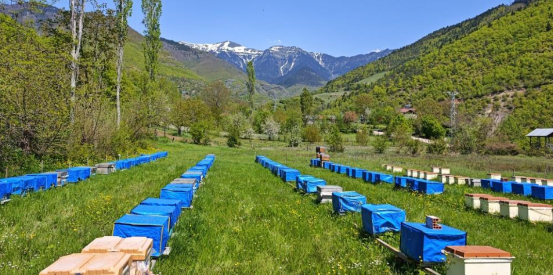 Mevsim normallerinin altında seyreden hava sıcaklığı arıcıları vurdu, uzmanlardan kritik uyarı