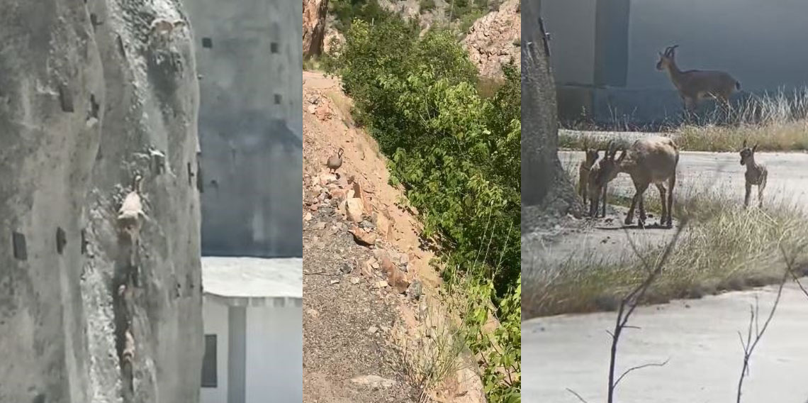 Artvin’de yaban hayatı cep telefonu kamerasına yansıdı