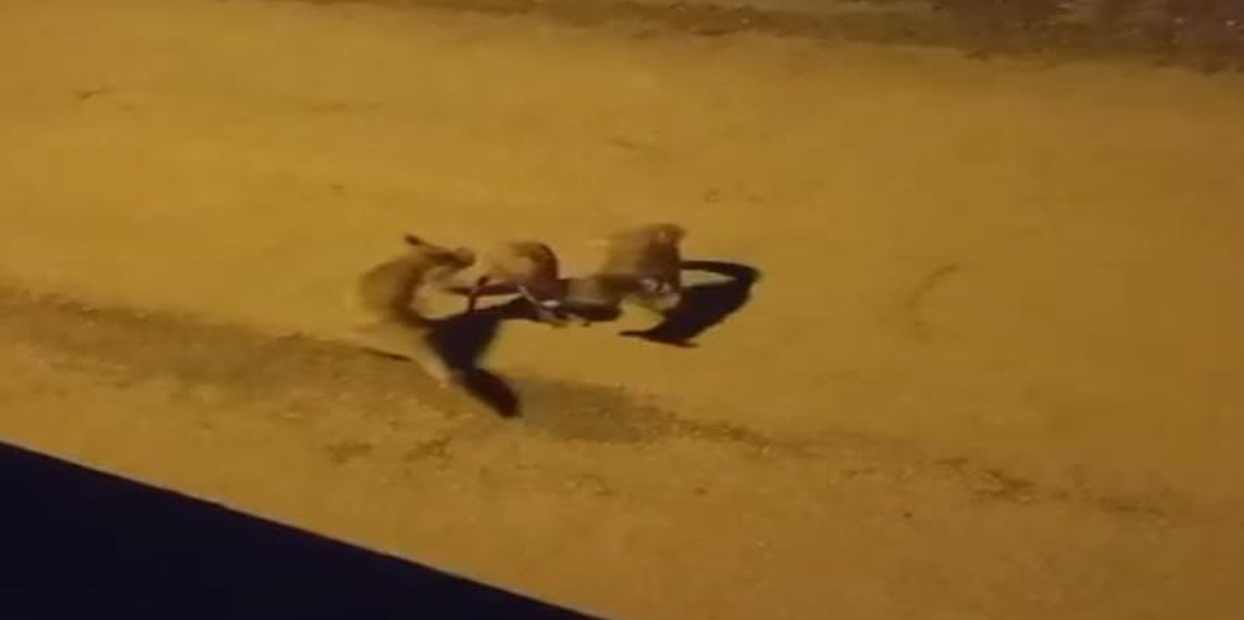 Tilkilerin sokaktaki oyunları kameralara yansıdı