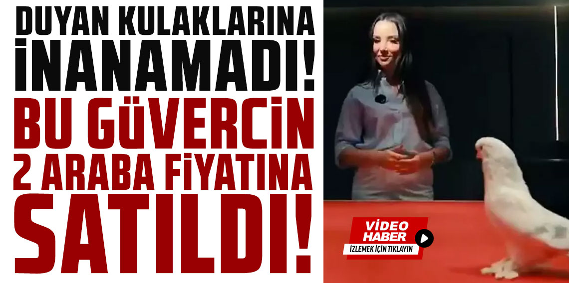 Duyan kulaklarına inanamadı! Bu güvercin tam 2 araba fiyatına satıldı