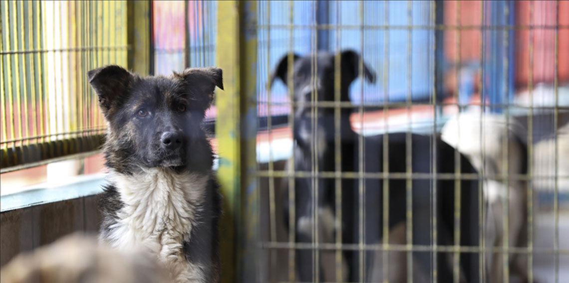 Ankara'da barınaktaki köpekleri sokaklara saldılar