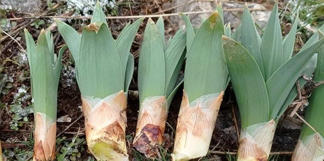 Kahramanmaraş’ta çiriş otu sezonu başladı